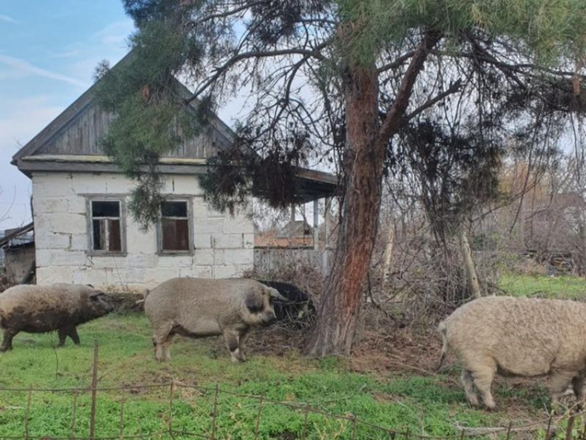 Голодные свиньи из Астраханской области напали на дачников и собак