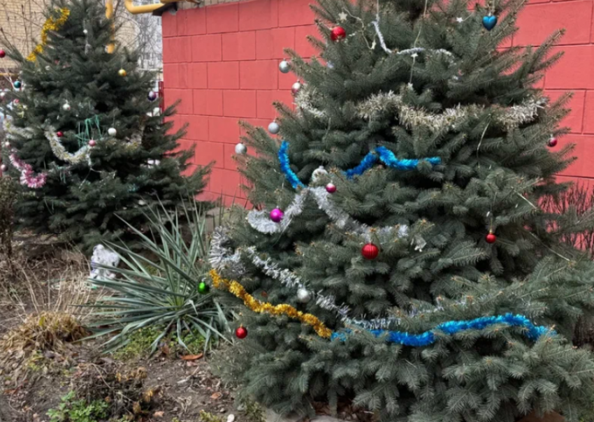 Елочные базары в Астрахани откроются 15 декабря: адреса