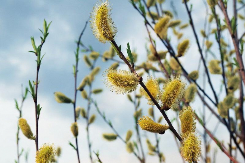 Сегодня в Астрахани прогнозируются осадки в виде дождя