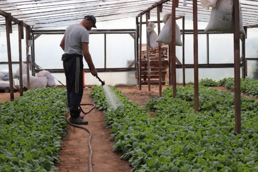 В Астраханской области взошли знаменитые арбузы и перцы
