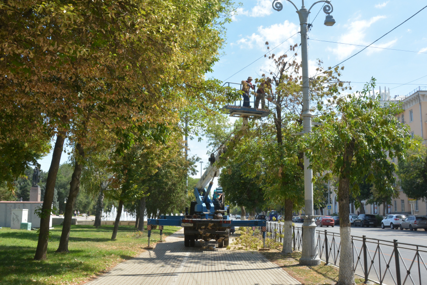 В центре Астрахани деревья массово оставляют без ветвей, их пилят