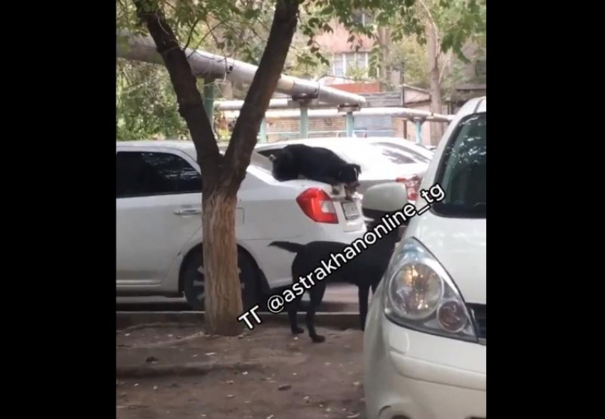В Астрахани собаки играли в салки на припаркованном авто