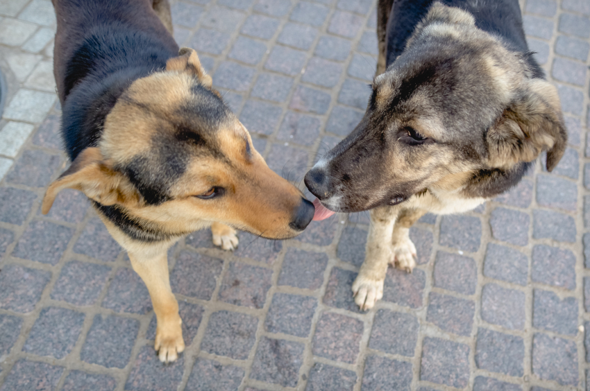 1500 бездомных собак отловят на улицах Астрахани за две недели