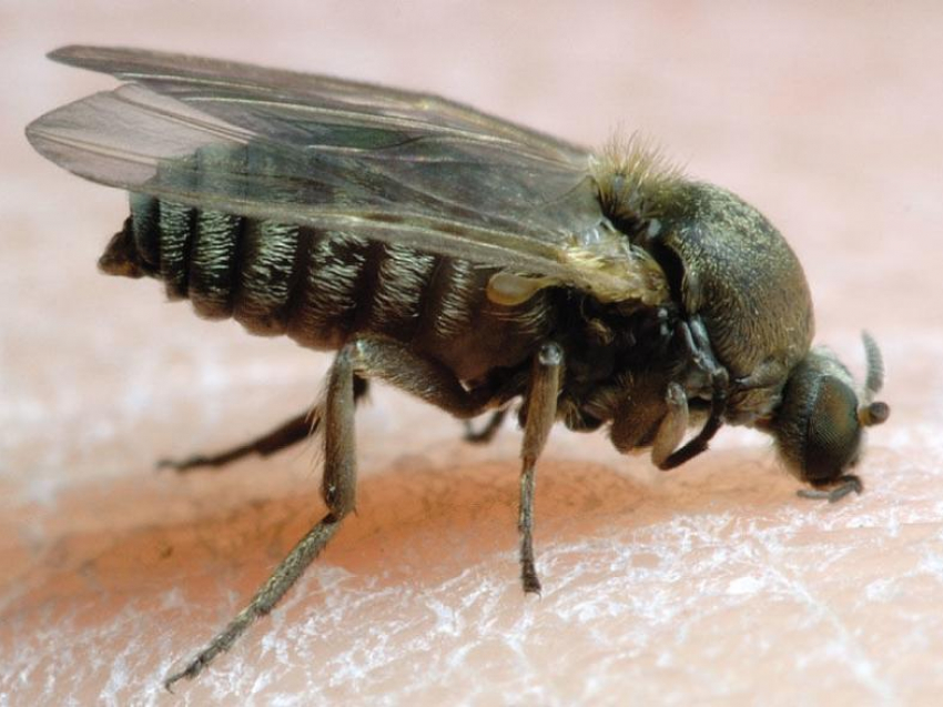 Как астраханцам спастись от самых назойливых, терроризирующих всю область насекомых