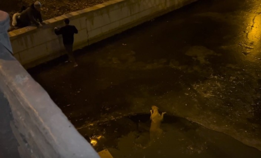 Астраханцы спасли собаку из городского канала и стали героями интернета