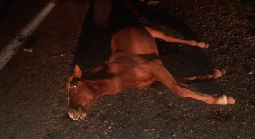 В Енотаевском районе Астраханской области произошло смертельное ДТП с лошадьми