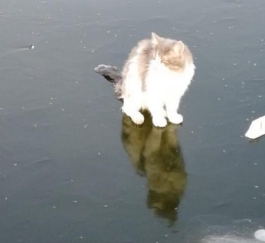 Астраханцы спасли примерзшего ко льду котика