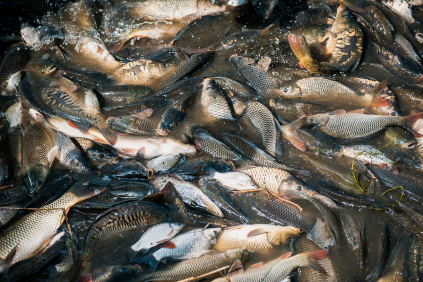 Почти 2 тысячи особей рыб вернулись в астраханские водоемы 