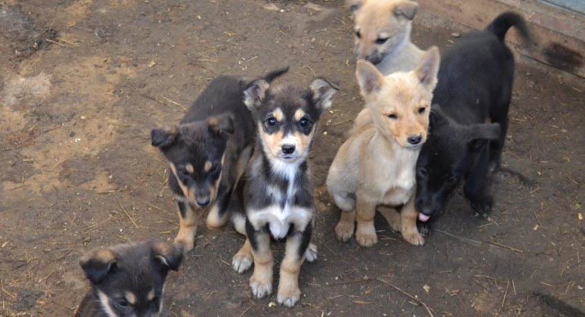 "Какие же люди жестокие": в Астрахани заживо замуровали девять собак