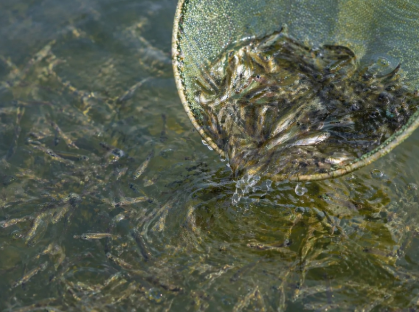 Рыбопосадочный материал астраханцев помогает развиваться атырауским рыбоводам