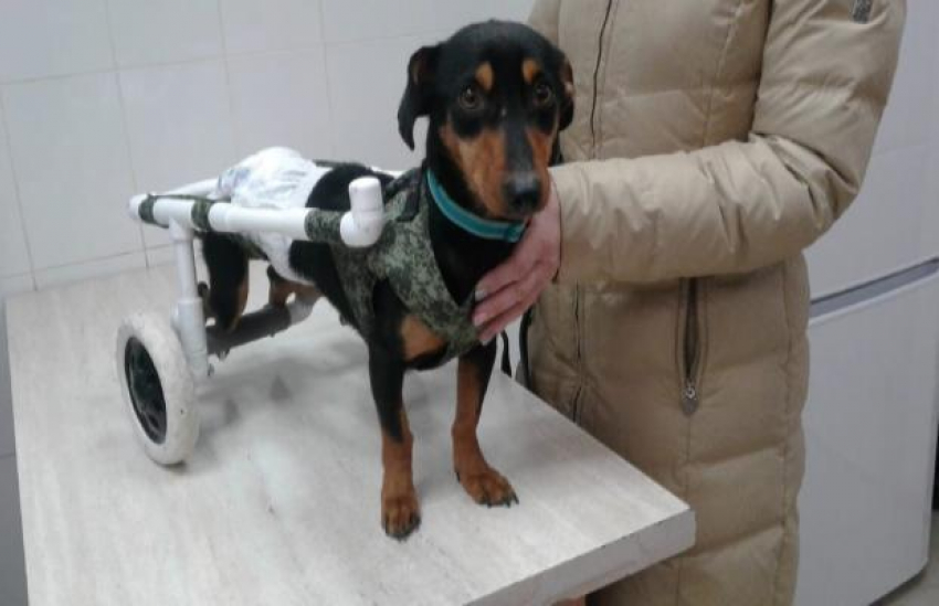 Астраханец забрал из приюта пса-спинальника и изготовил ему инвалидную коляску