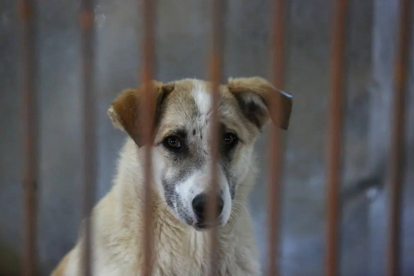 60 собак из астраханского «Экоприюта» отправят в российские города к новым хозяевам
