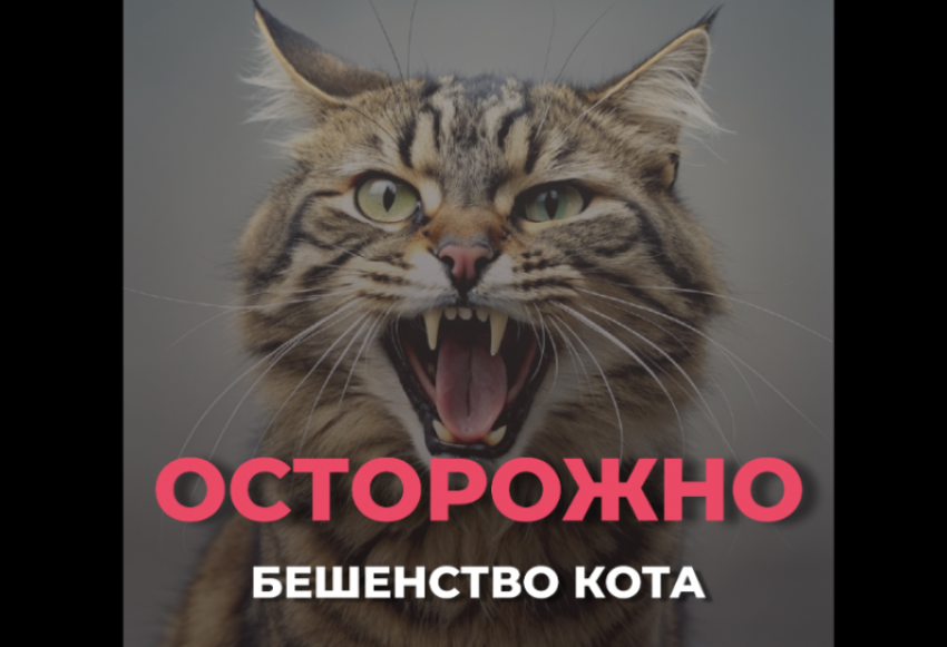 В Астрахани из-за бешеного кота установили карантин