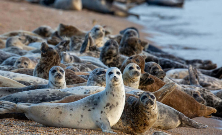 На острове в Астраханской области нашли мертвых краснокнижных тюленей