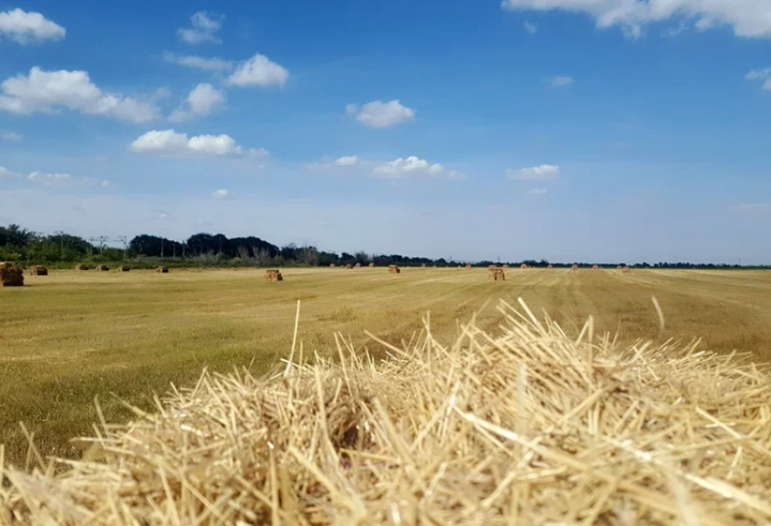Наримановскому району Астраханской области вернули незаконно арендуемые земли