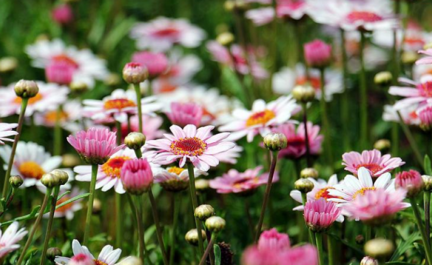 27 мая в Астрахани теплая, но ветреная погода