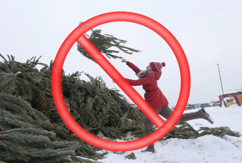 Астраханцам рассказали о правилах утилизации елки после Нового года