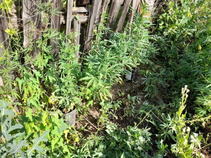 В Астрахани обнаружили домашнюю плантацию конопли