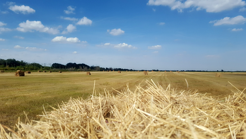 В Астраханской области готовятся к прыгающим вредителям и их наскоку