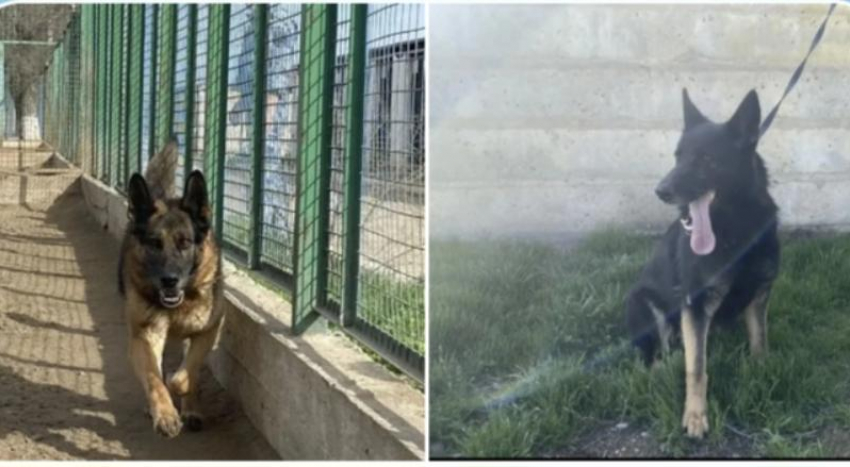 Двум умным собакам-полицейским из Астрахани ищут новую семью