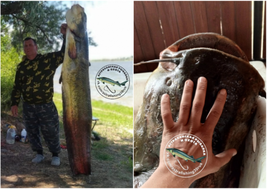 В Астраханской области рыбак вытащил сома размером с человека