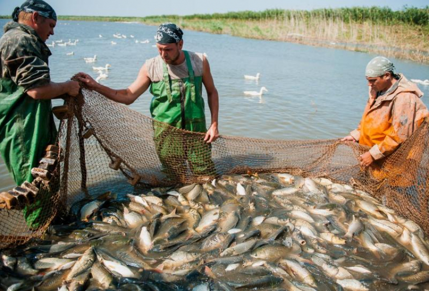 Астраханские предприятия планируют добыть порядка 35 тысяч тонн рыбы