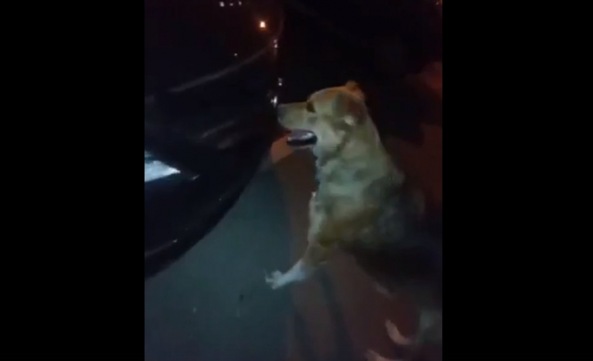 Астраханские бродячие собаки покусали автомобиль 