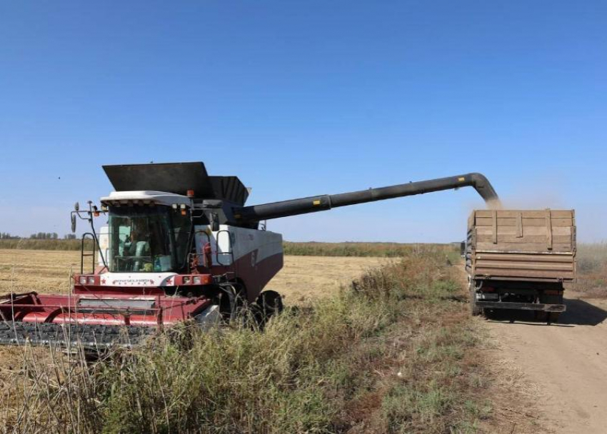 Масштабные планы: в Астраханской области соберут 36 тысяч тонн зерна