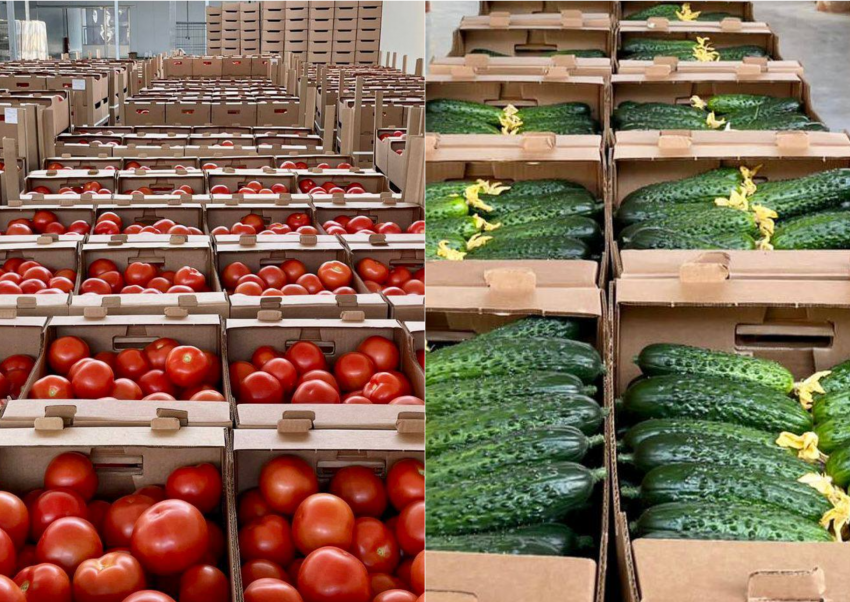 Астраханские огурцы и томаты отправили на российские рынки
