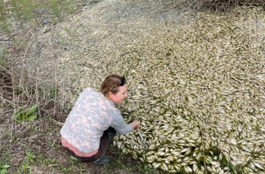 Около 300 тысяч рыб заморили в Астраханской области