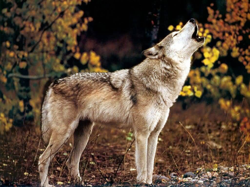 Волк – животное созданное Дьяволом: или почему хищник стал врагом человека