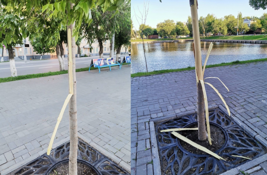 В Астрахани нашли вандалов, испортивших деревья на Лебедином озере