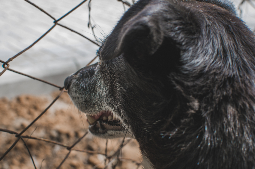 Зоозащитница из Астрахани рассказала, как проходит отлов собак 