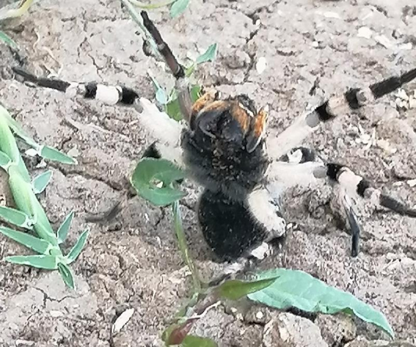 Астраханец наткнулся в огороде на южно-русского тарантула