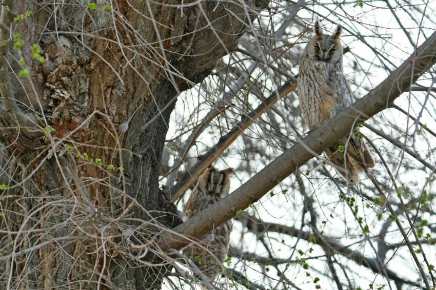 В чем ушастые совы всех обманывали в Астраханской области