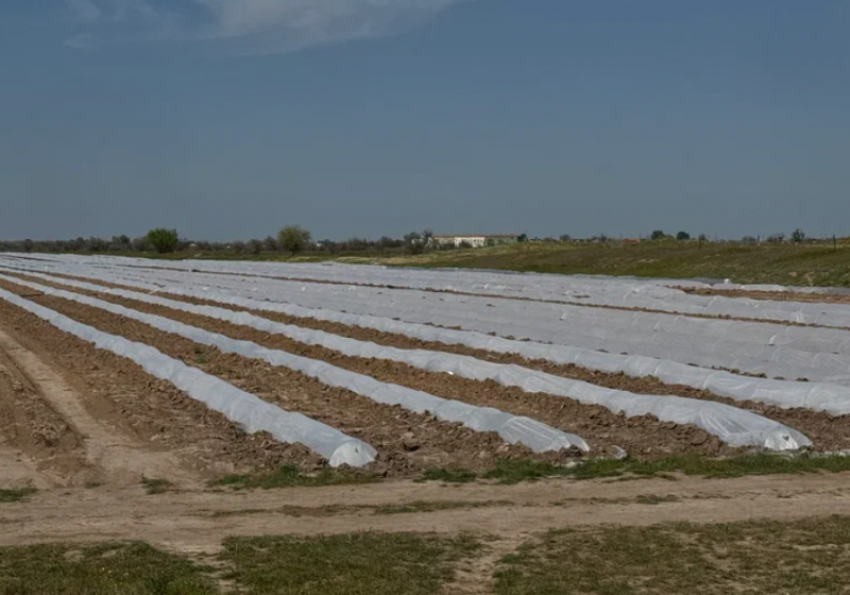 Астраханская зима заморозила эксперимент по выращиванию фисташки