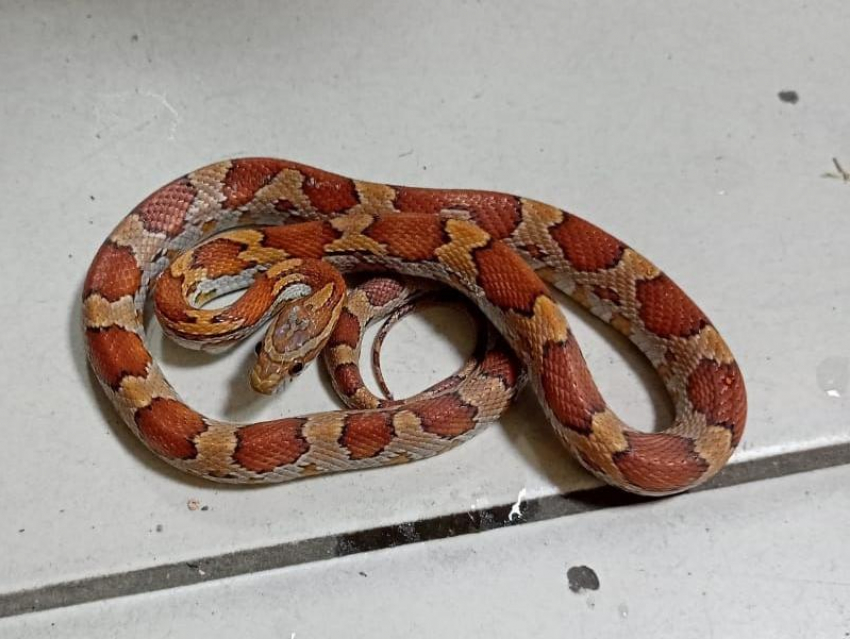 Астраханец обнаружил в квартире живую американскую змею