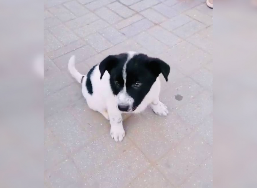 Информацию о жестоком избиении щенка в Астрахани проверит прокуратура