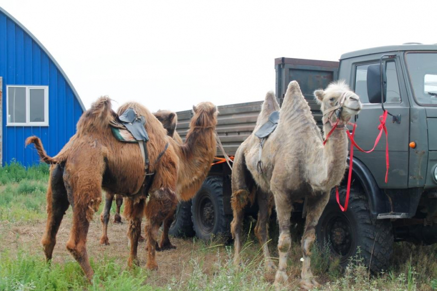 В Астраханской области откроют ферму по переработке верблюжьего молока
