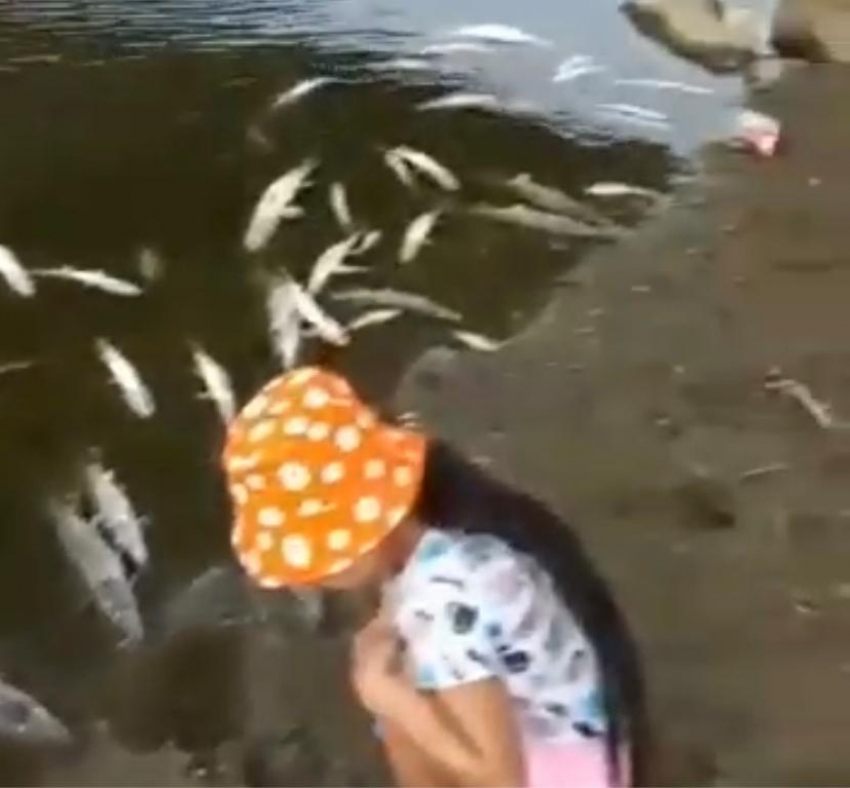 В астраханской реке обнаружили рыбное кладбище 