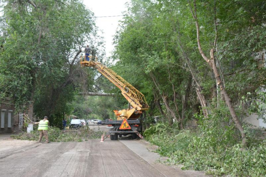 В центре Астрахани спилили деревья