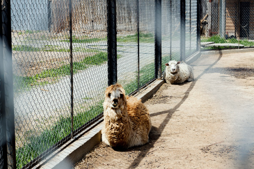 Стая бродячих собак в астраханском зоопарке загрызла редких лам и оленей