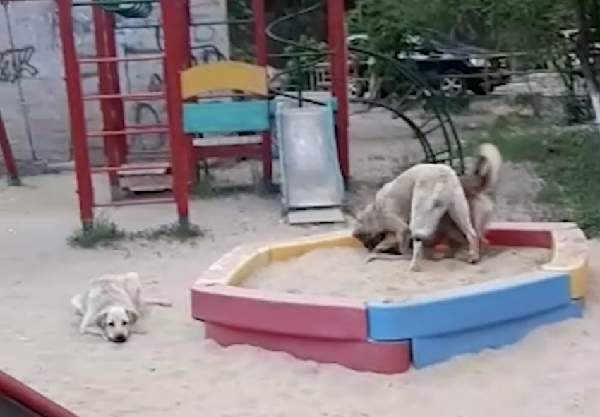 В Астрахани свора собак устроила игры в детской песочнице