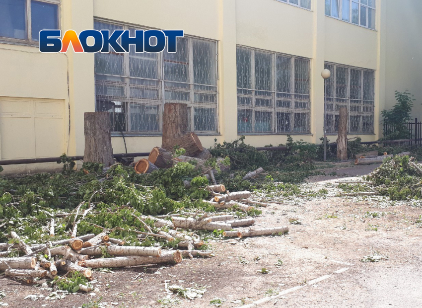 В Астрахани у школы вырубили большие деревья
