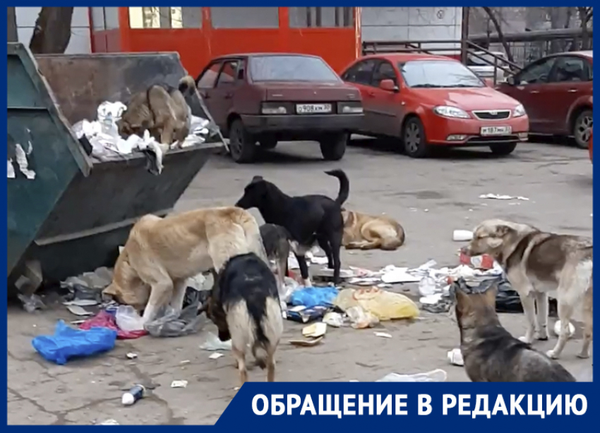 Стая голодных собак ищет пропитание у детского сада в Астрахани