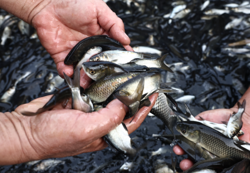 Под Астраханью искусственно восполнили запасы сазана в Волге