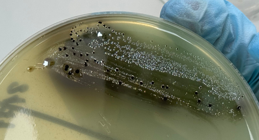 В Астраханской области готовили к продаже кур с очень опасными бактериями