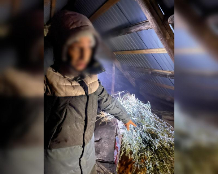 Астраханцу грозит до 20 лет тюрьмы за сушку марихуаны на чердаке