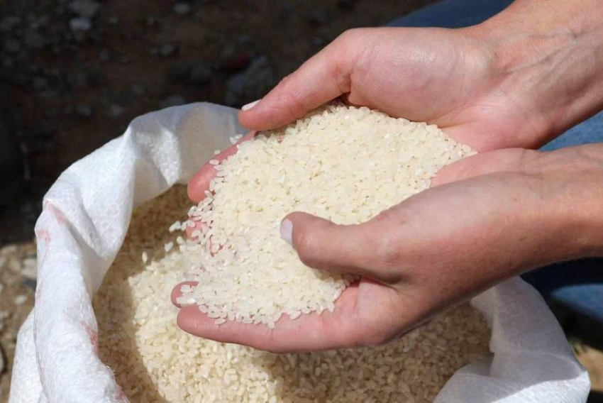 Астраханская область вдвое увеличила посевы риса за восемь лет