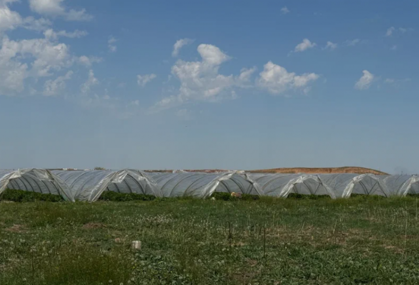 В астраханских кабачках нашли опасные для человека нитраты